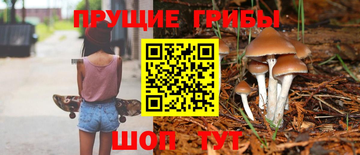 Псилоцибиновые грибы мицелий Новодвинск